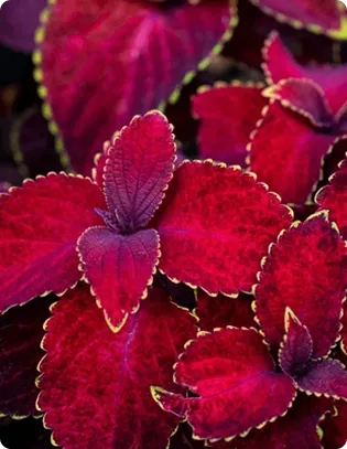 FB3 Patented Botanical Blend