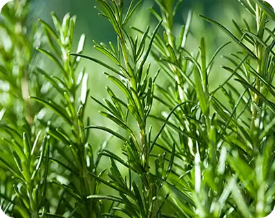 Rosemary Extract