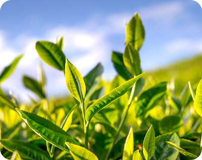 Green Tea Extract