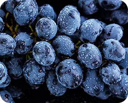 Grape Seed Extract
