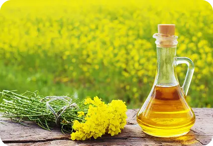 Rapeseed Lecithin