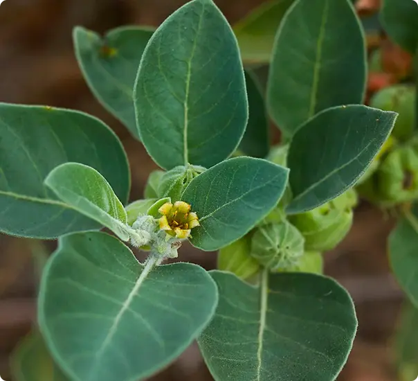Ashwagandha Root Extract