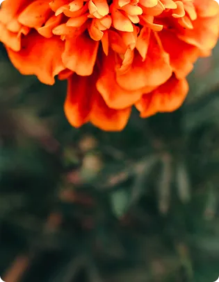 VitaLutein Marigold Extract