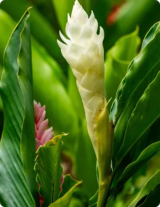 Zinberin Supercritical CO2 Ginger Extract