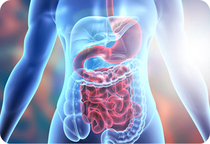 Traditional Digestive Support