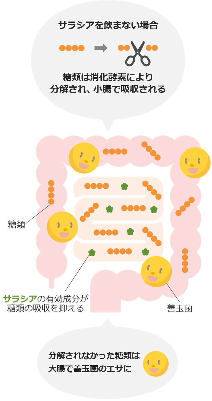 サラシア・レティキュラータの機能性のイメージ