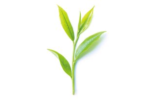 緑茶エキス